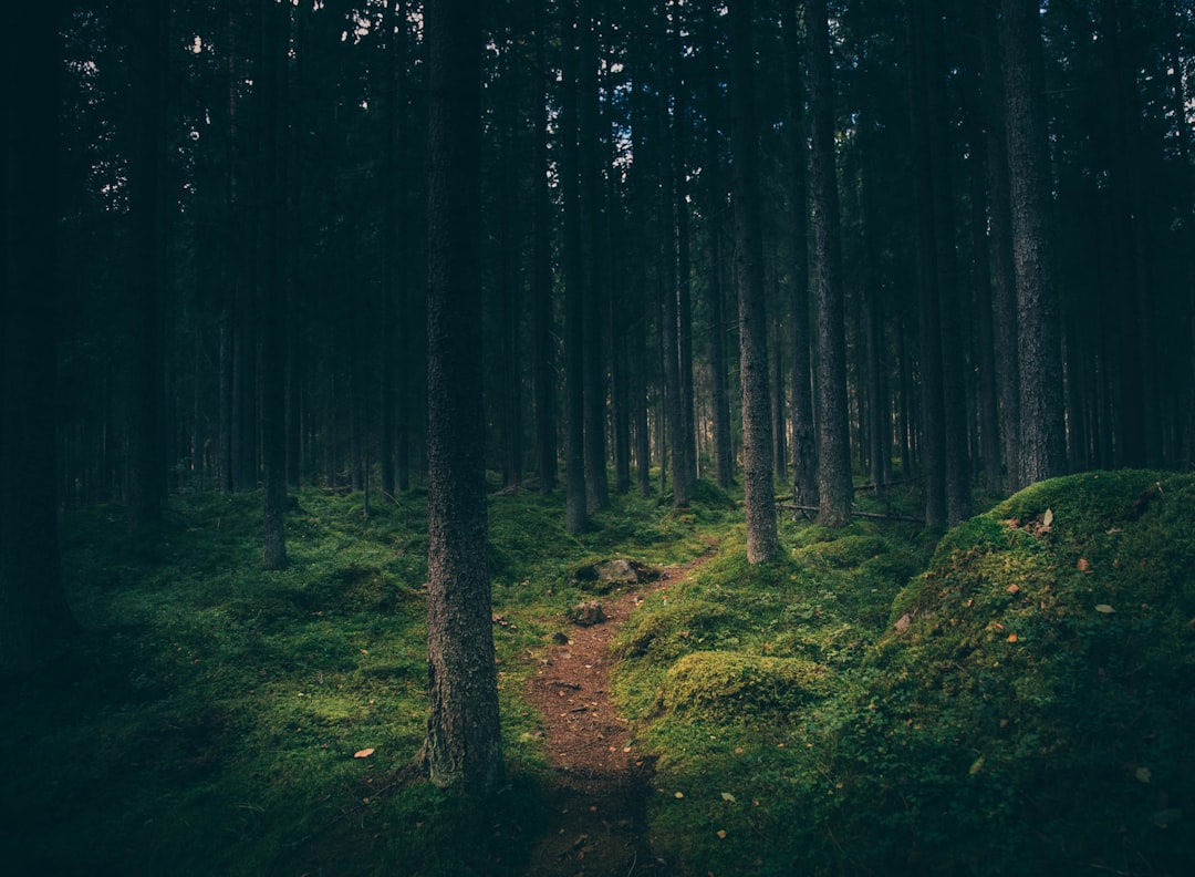 Forest photo spot Gävle Uppsala