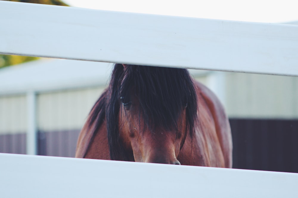 brown horse during daytime