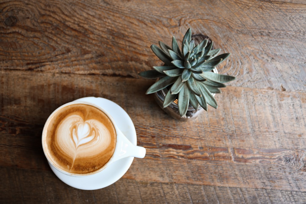 coffee in teacup near green succulent plant