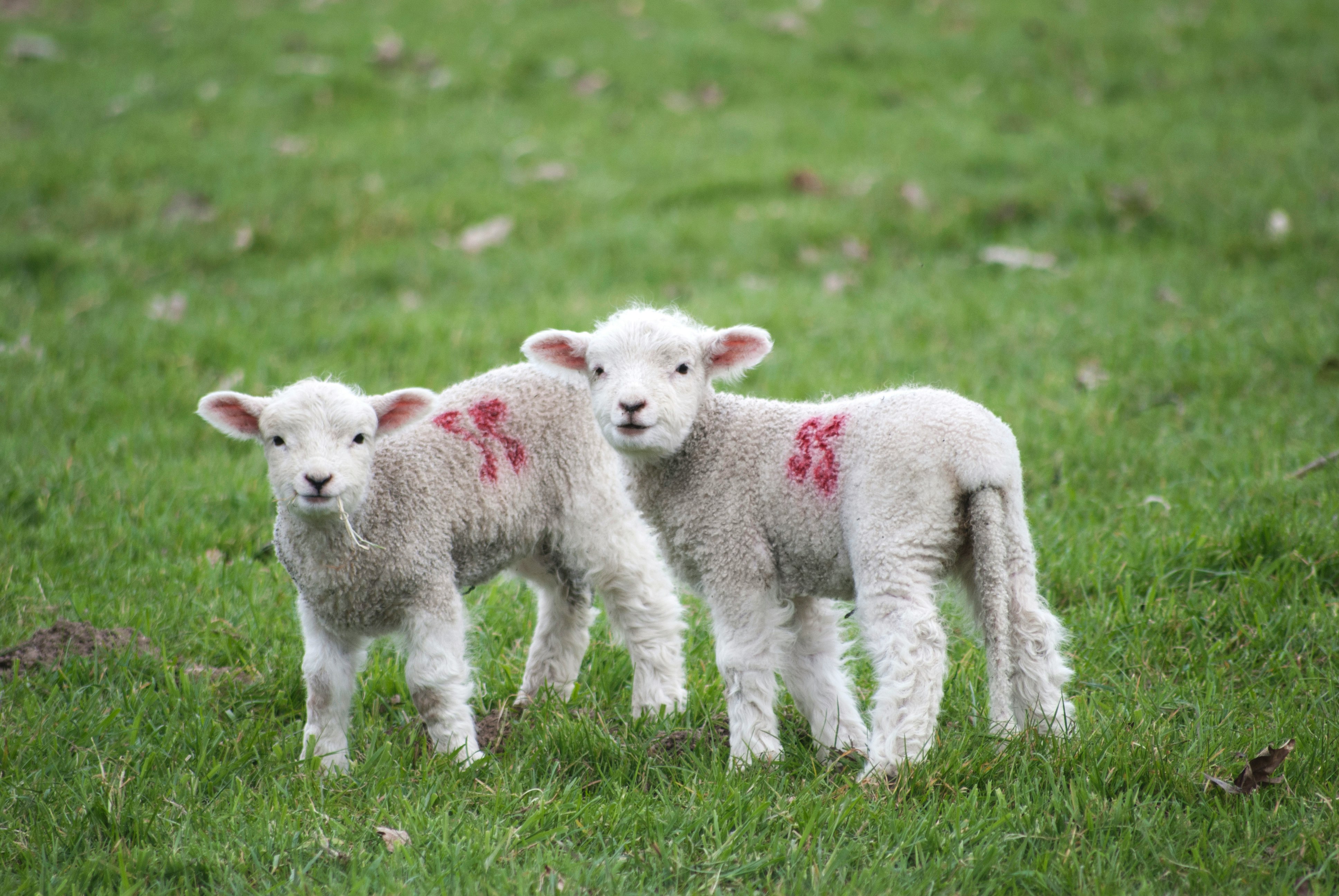 two white-and-red sheeps