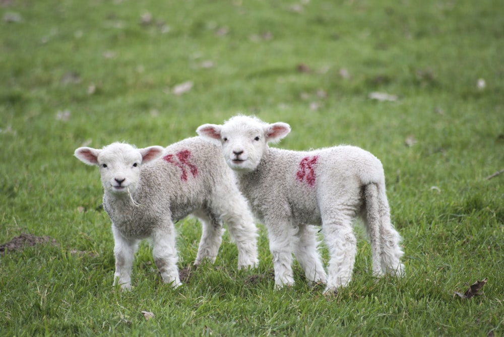 two white-and-red sheeps