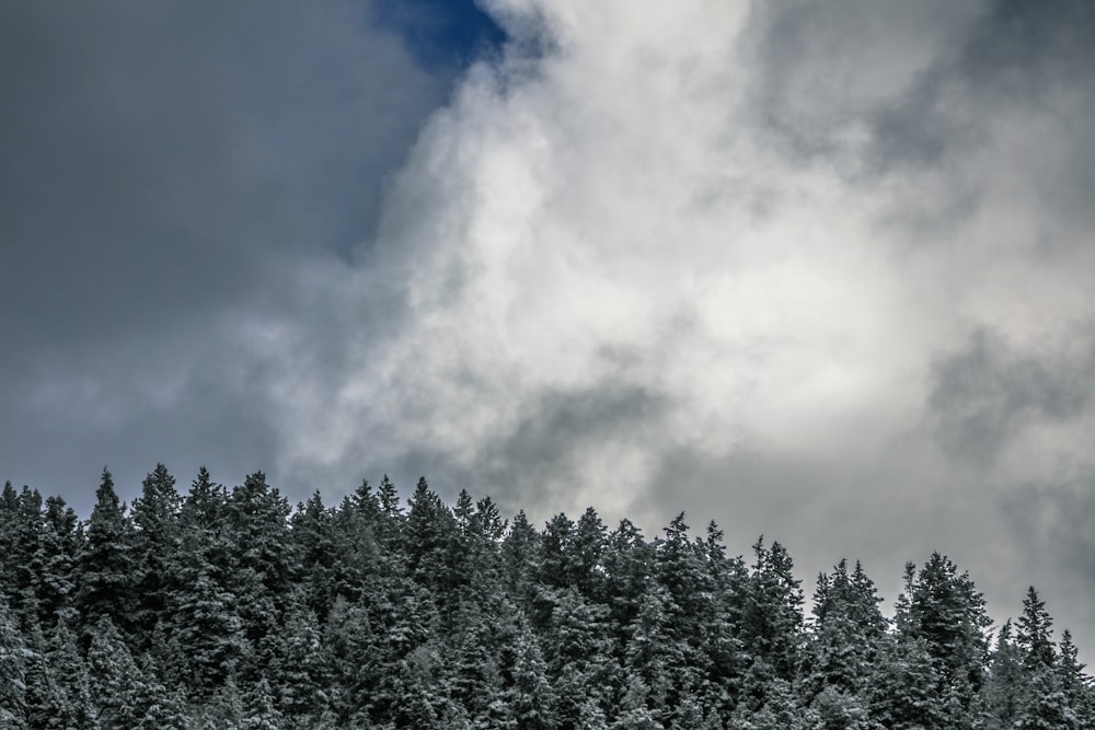 green pine trees under white clouds and blue sky during daytime