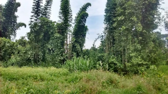 Tall, dense bamboo plants stand amidst lush green grass and foliage, creating a serene and natural landscape. The background features a light blue sky, giving a sense of openness and tranquility.