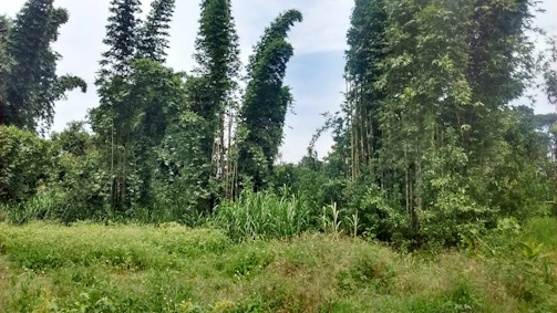 Tall, dense bamboo plants stand amidst lush green grass and foliage, creating a serene and natural landscape. The background features a light blue sky, giving a sense of openness and tranquility.