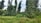 Tall, dense bamboo plants stand amidst lush green grass and foliage, creating a serene and natural landscape. The background features a light blue sky, giving a sense of openness and tranquility.