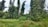Tall, dense bamboo plants stand amidst lush green grass and foliage, creating a serene and natural landscape. The background features a light blue sky, giving a sense of openness and tranquility.