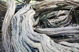 Close-up of intertwined tree roots symbolizing connection and support.