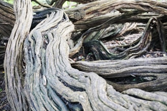 A close-up of intertwined tree roots glowing with digital circuits.