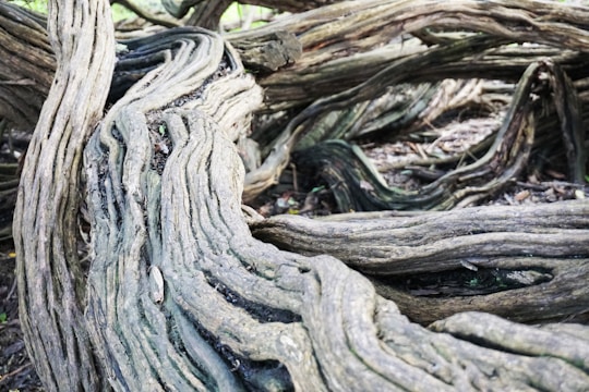 A close-up of intertwined tree roots glowing with digital circuits.