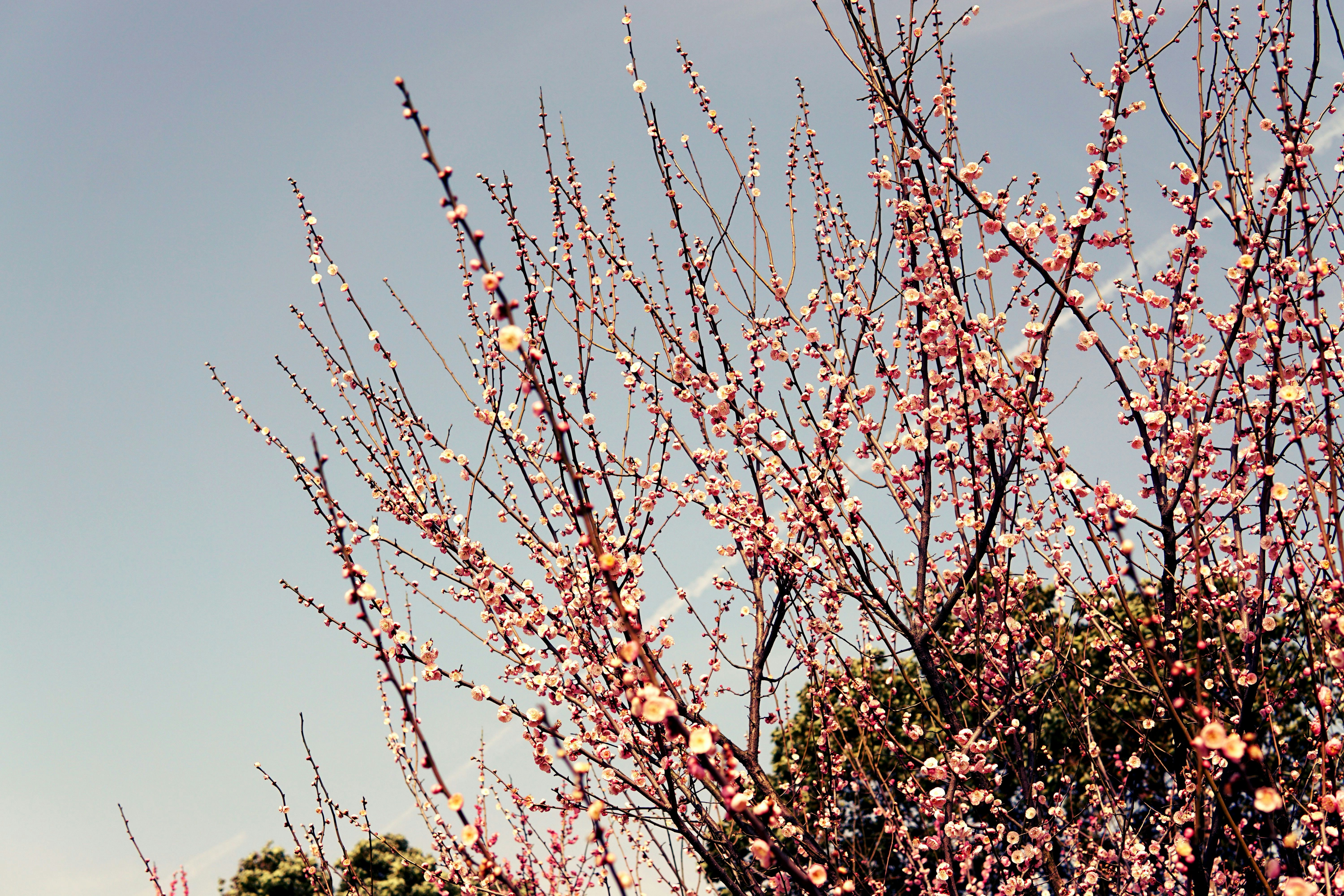 Free Unsplash photo from Luyu Zhang