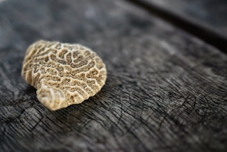 A piece of coral with intricate, maze-like patterns lies on a textured wooden surface. The coral is beige with darker lines, and the wood is dark and weathered, with visible grain.