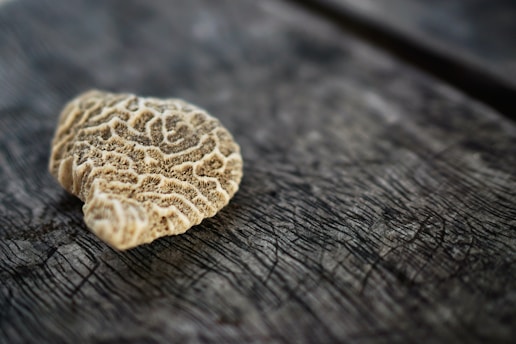 A piece of coral with intricate, maze-like patterns lies on a textured wooden surface. The coral is beige with darker lines, and the wood is dark and weathered, with visible grain.