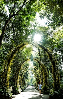 Guests walking along a green forest path with a guide pointing out plants under soft sunlight.