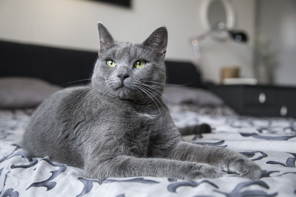 Gray Cat Pictures | Download Free Images on Unsplash