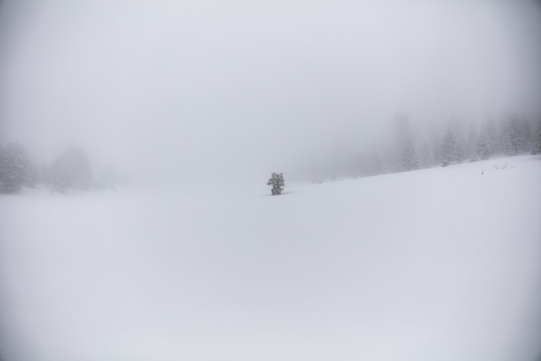 snow covered field and trees during daytime