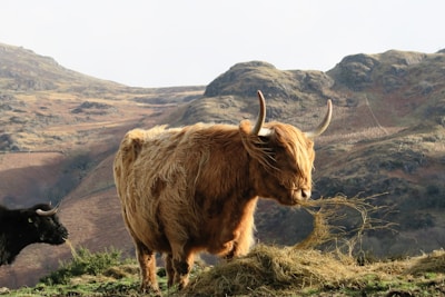 A Highland cow with long, shaggy fur stands on a grassy ledge, chewing on hay. Its long horns curve upwards, and its fur is a warm brown color. In the background, rugged hills stretch into the distance, under a pale sky. Another cow with darker fur can be seen partially obscured in the background.