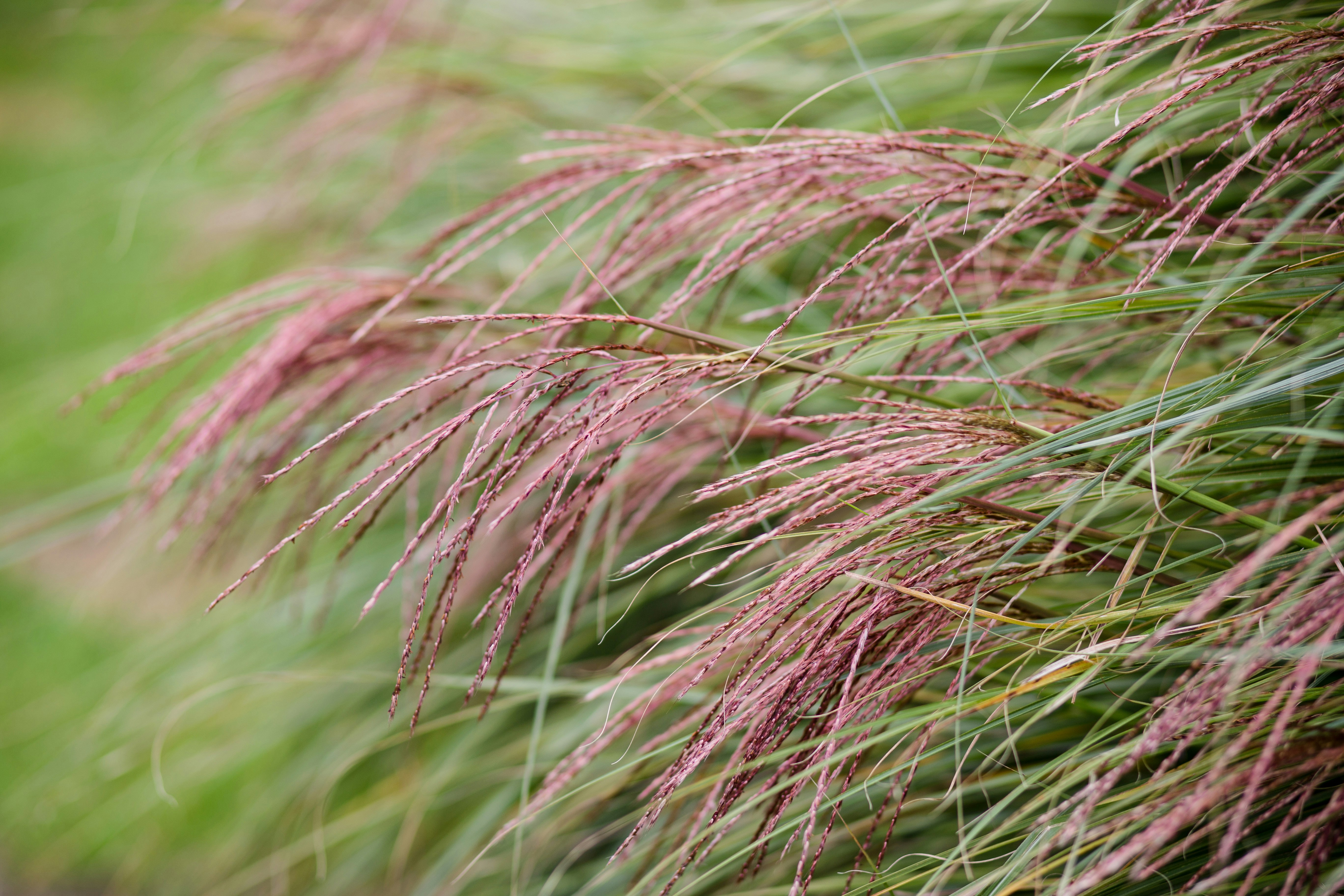 a close up of a grass plant with pink flowers