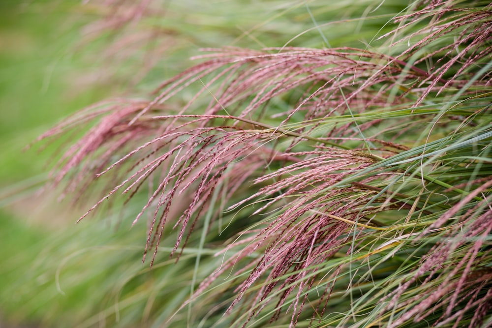 um close up de uma planta de grama com flores cor-de-rosa