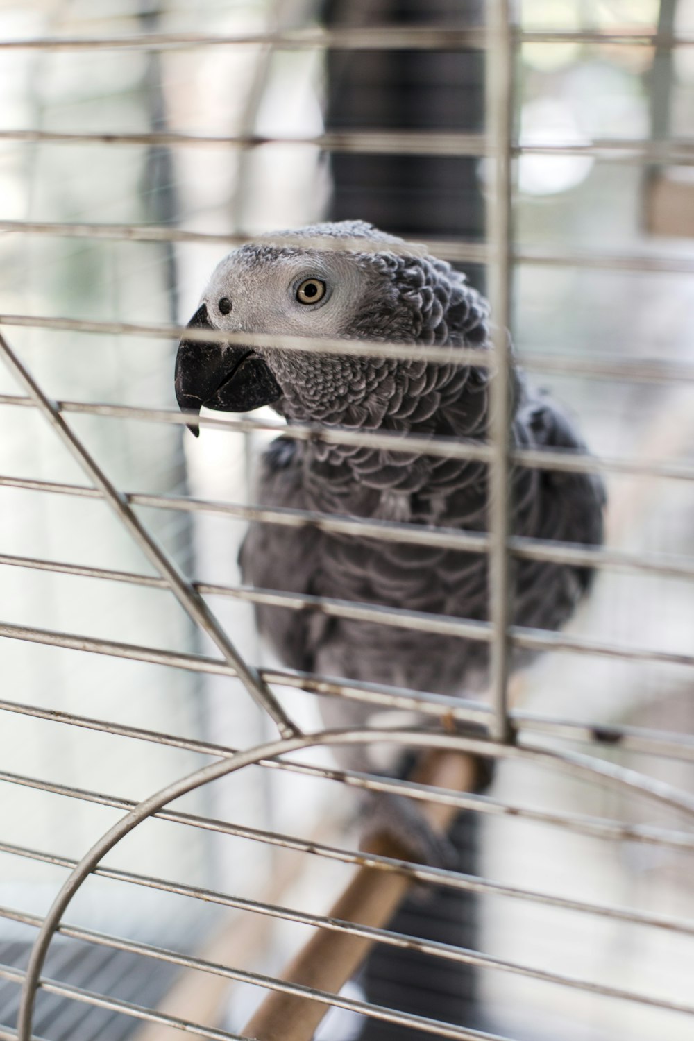 a gray parrot sitting inside of a metal cage