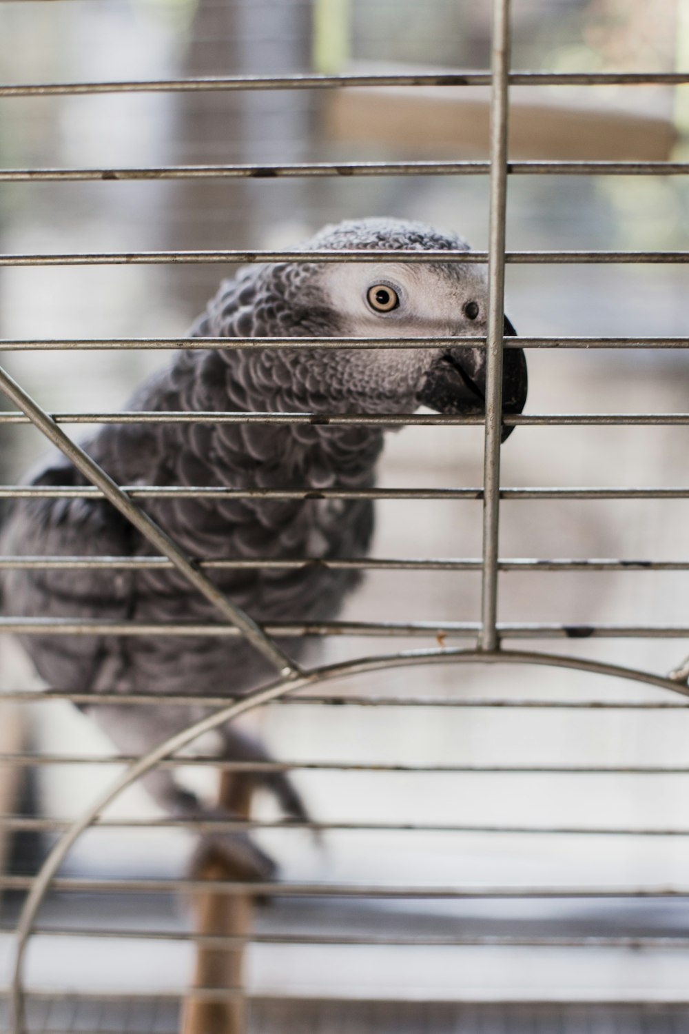 Un loro gris sentado encima de una jaula de metal