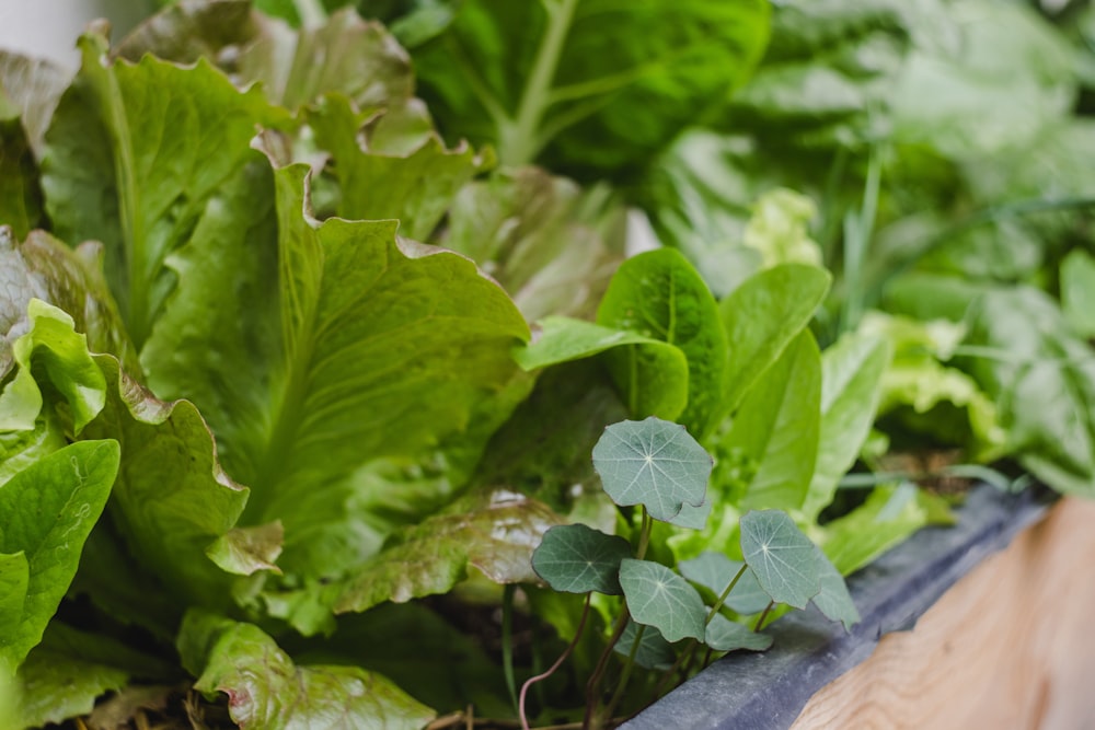 Un gros plan d’un bouquet de plantes vertes