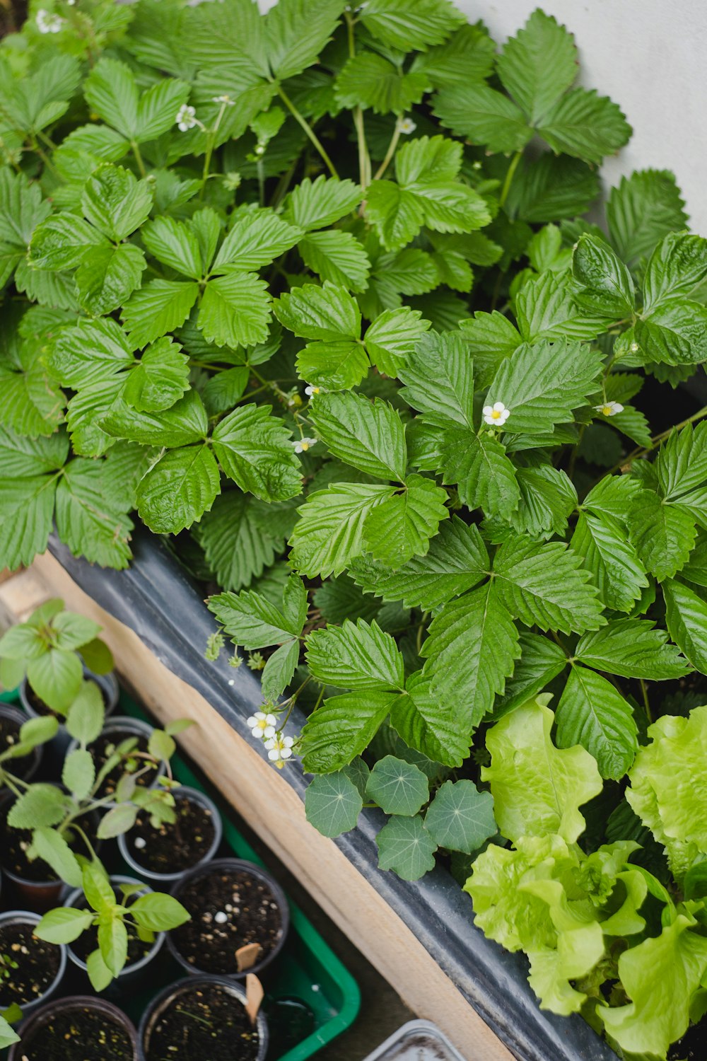 um par de bandejas cheias de plantas uma ao lado da outra