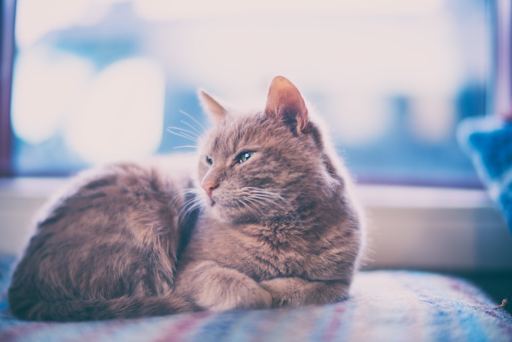 orange cat on bed