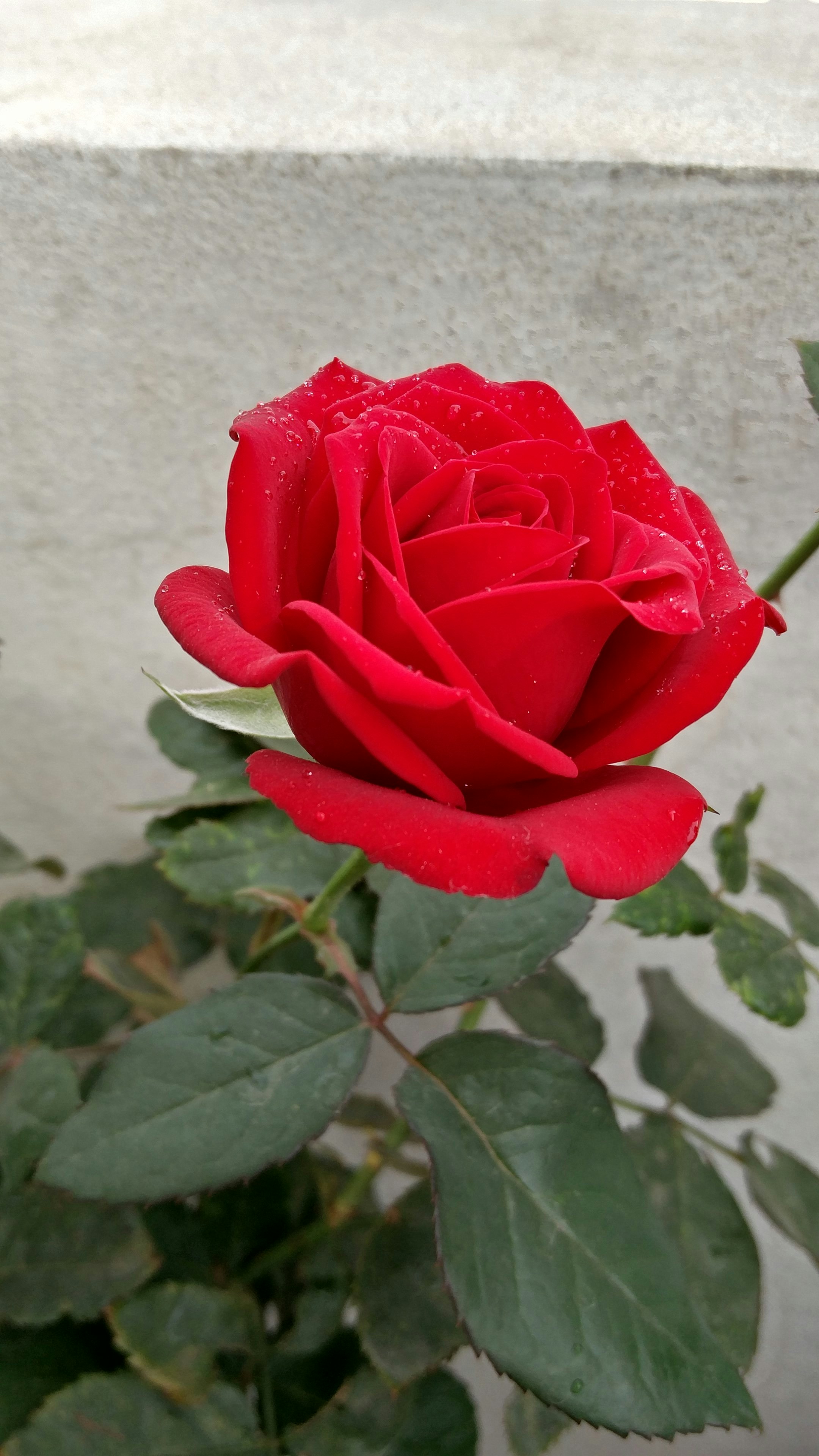 Free Unsplash photo from Anoop Kumar