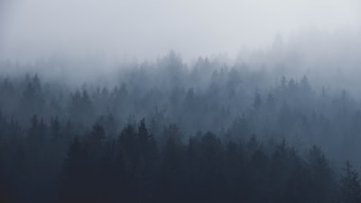 silhouette of trees covered by fog misty zoom background