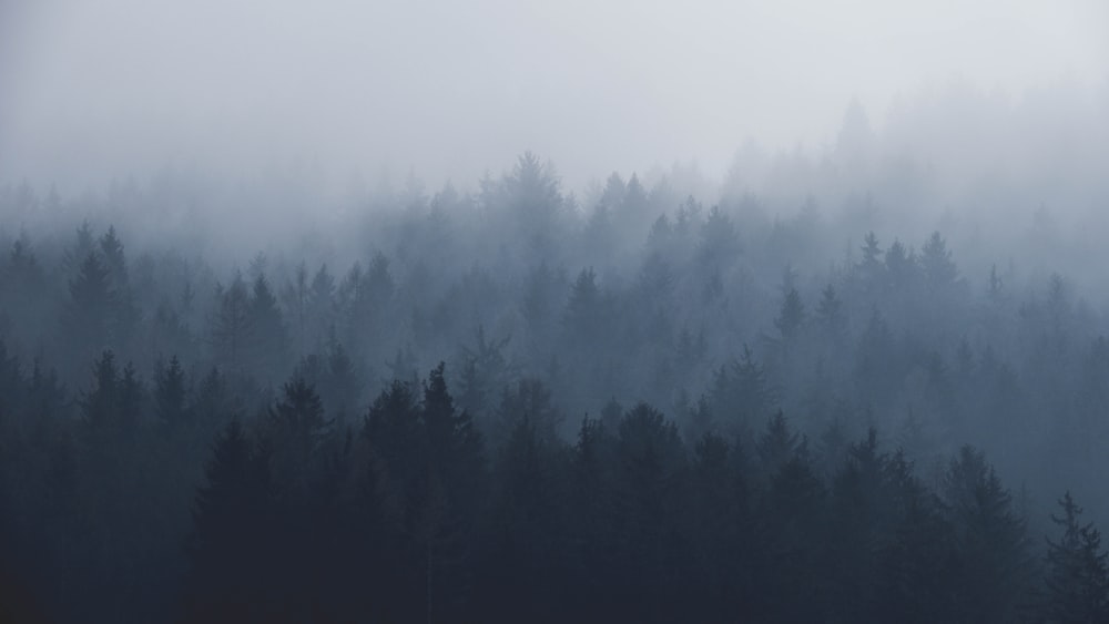 500 Foggy Forest Pictures Stunning Download Free Images On Unsplash