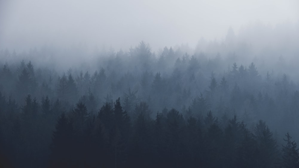 silhouette of trees covered by fog