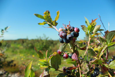 A farmer inspecting ripe berries in a lush green field under a clear blue sky.