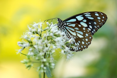 brown and blue butterfly pollinating on white petaled flower
