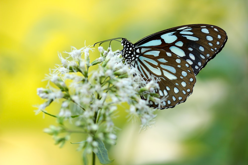 brown and blue butterfly pollinating on white petaled flower