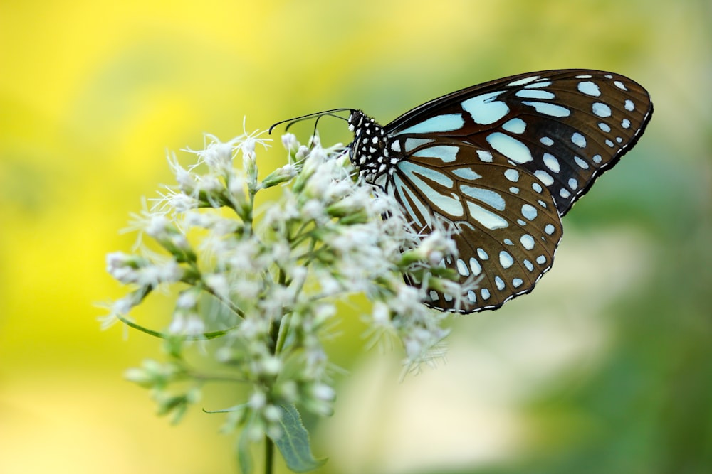 Brauner und blauer Schmetterling bestäubt weiße Blütenblätter