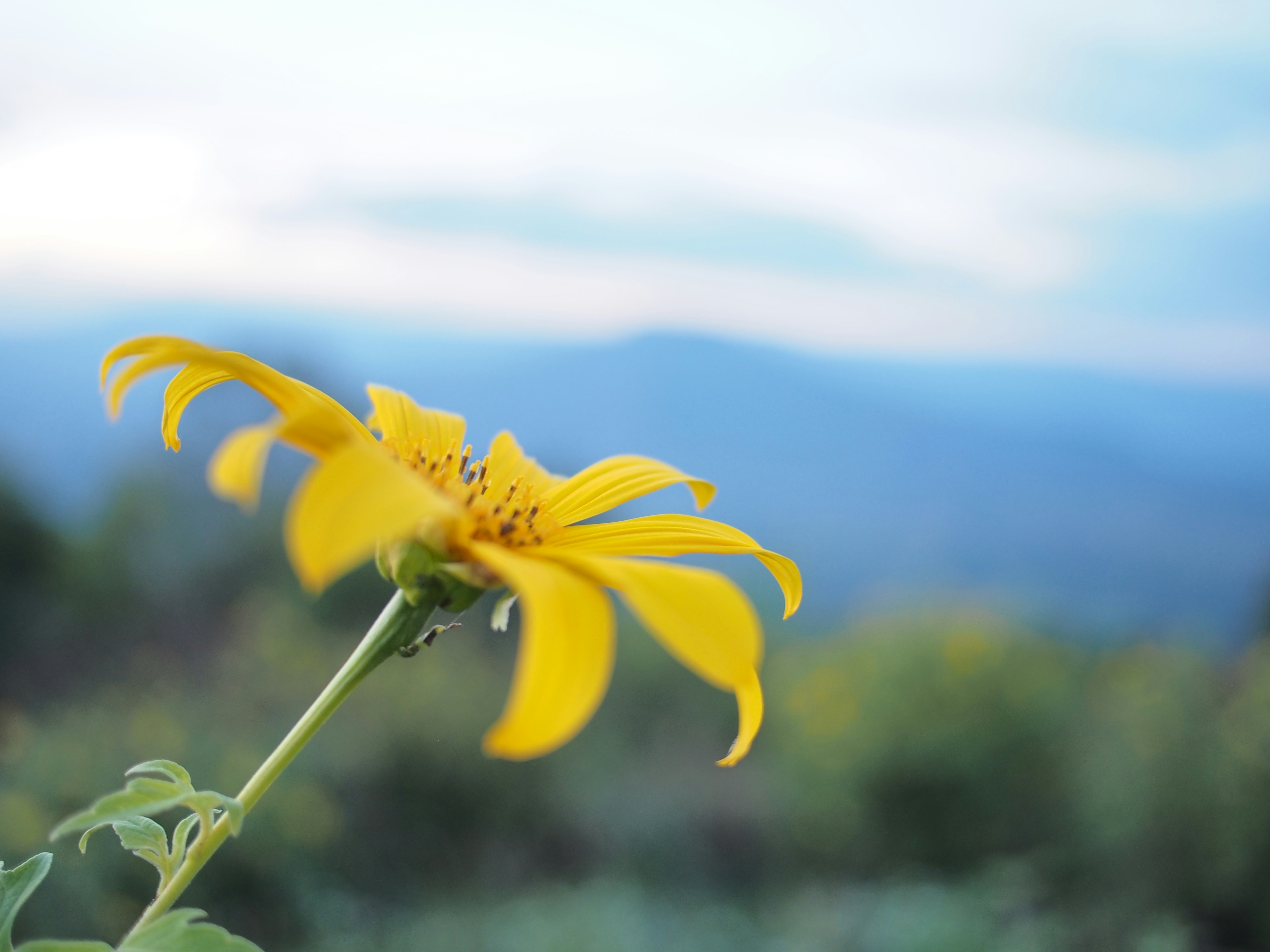 Free Unsplash photo from Jongjit Pramchom