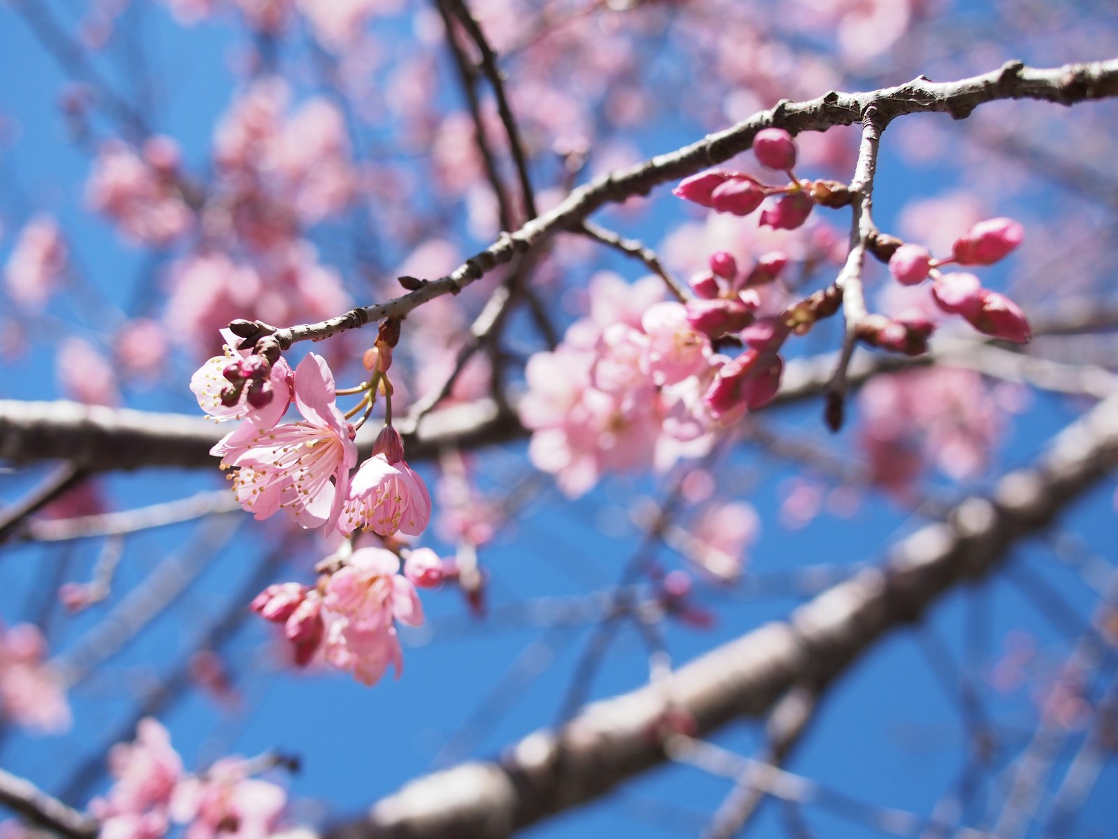 Olympus PEN E-PM2 sample photo. Pink and brown tree photography