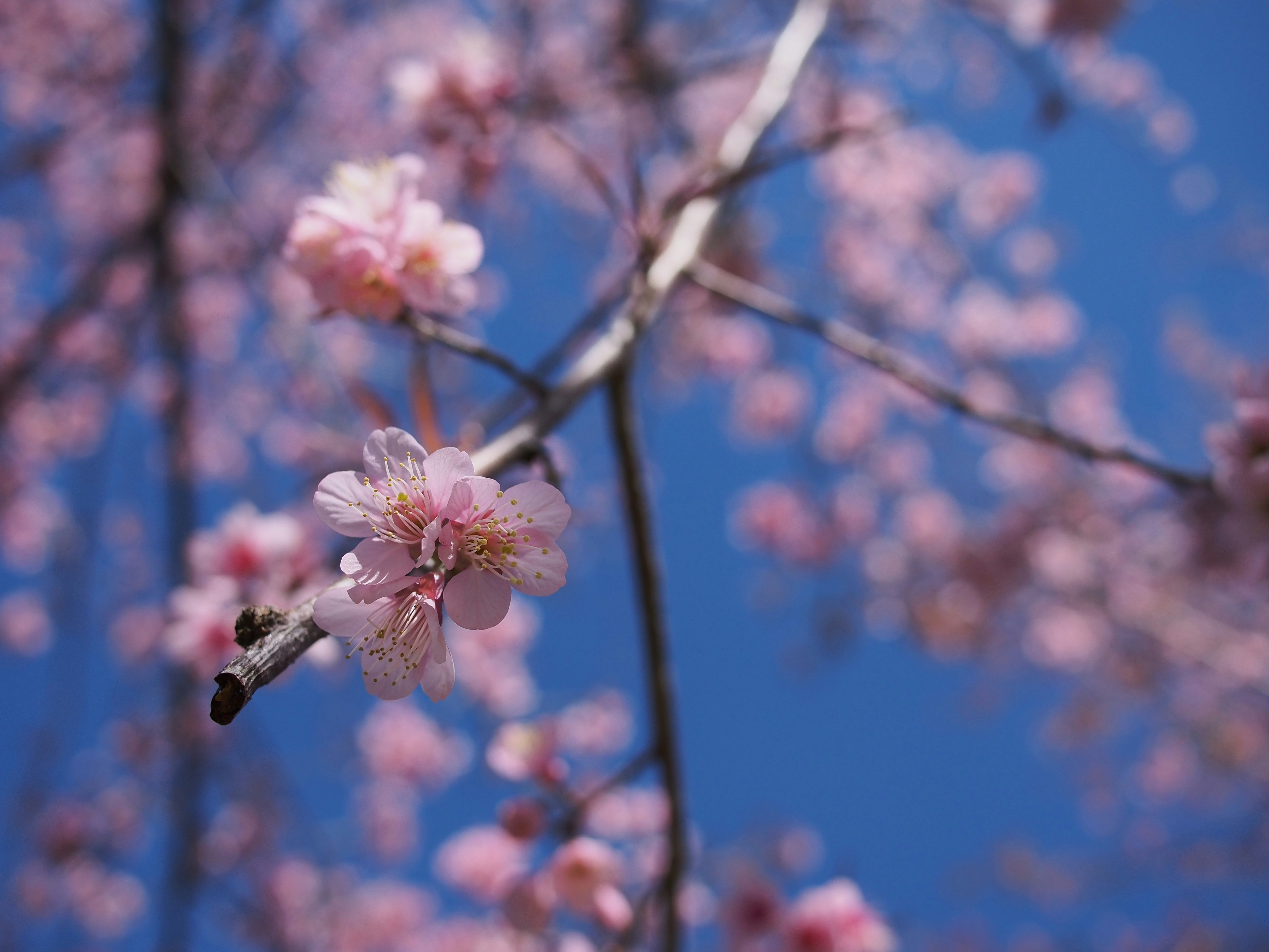 Free Unsplash photo from Jongjit Pramchom