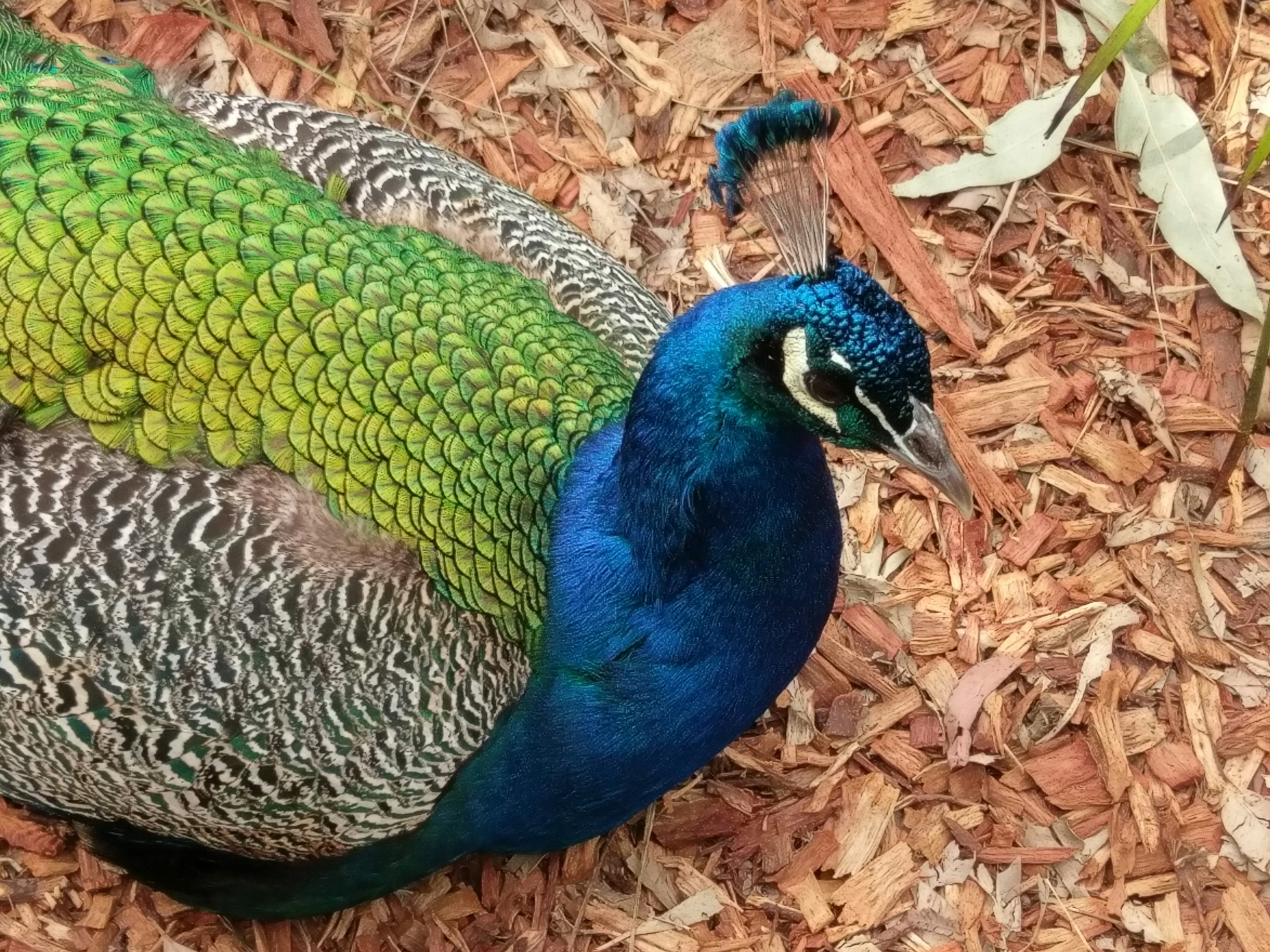 Free Unsplash photo from Yogesh Bankar