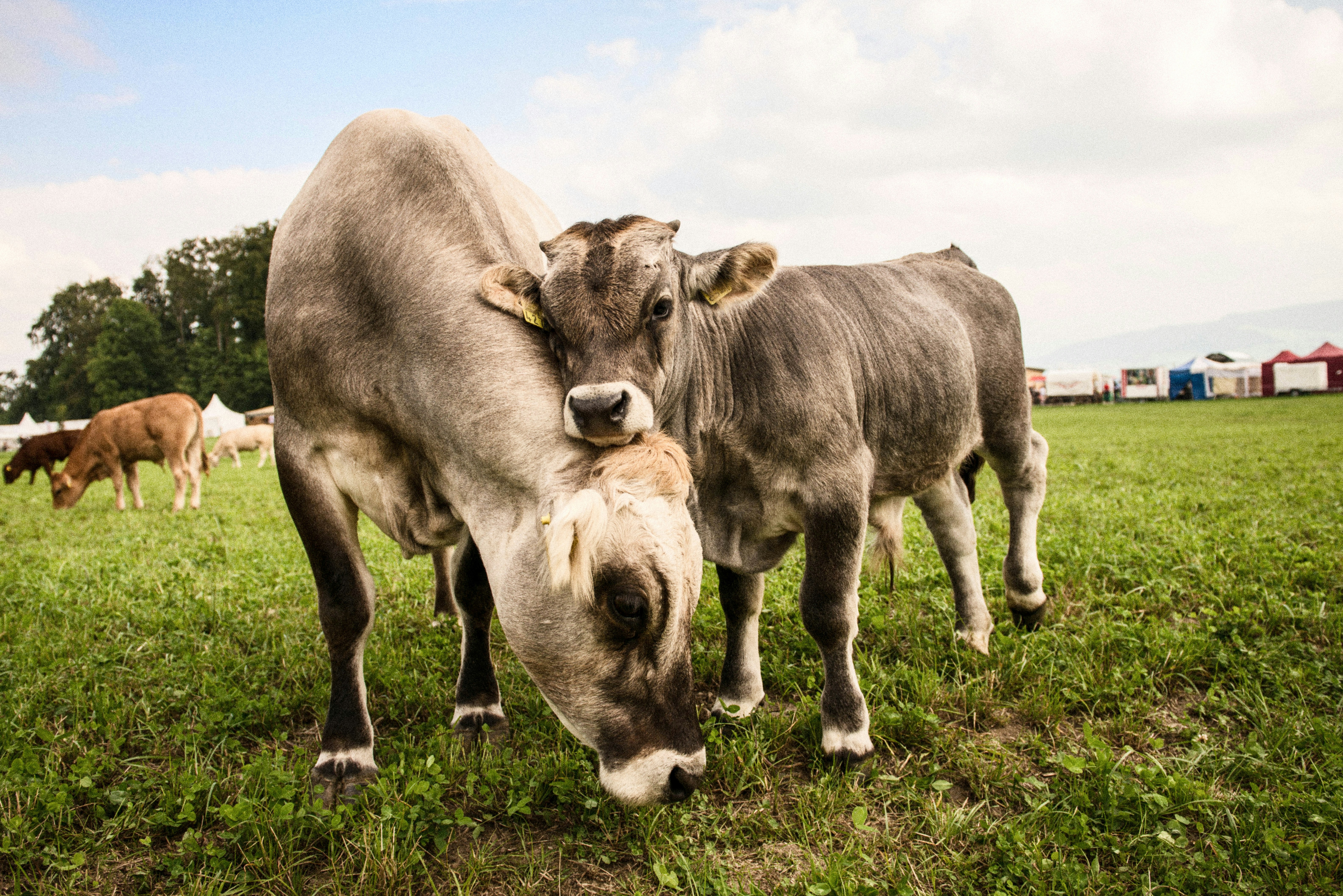 Free Unsplash photo from Vitali Tcherednitchenko