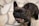 A close-up of a black brindle French Bulldog, standing on a light stone tile floor, looking up with a happy expression, and showing its teeth.