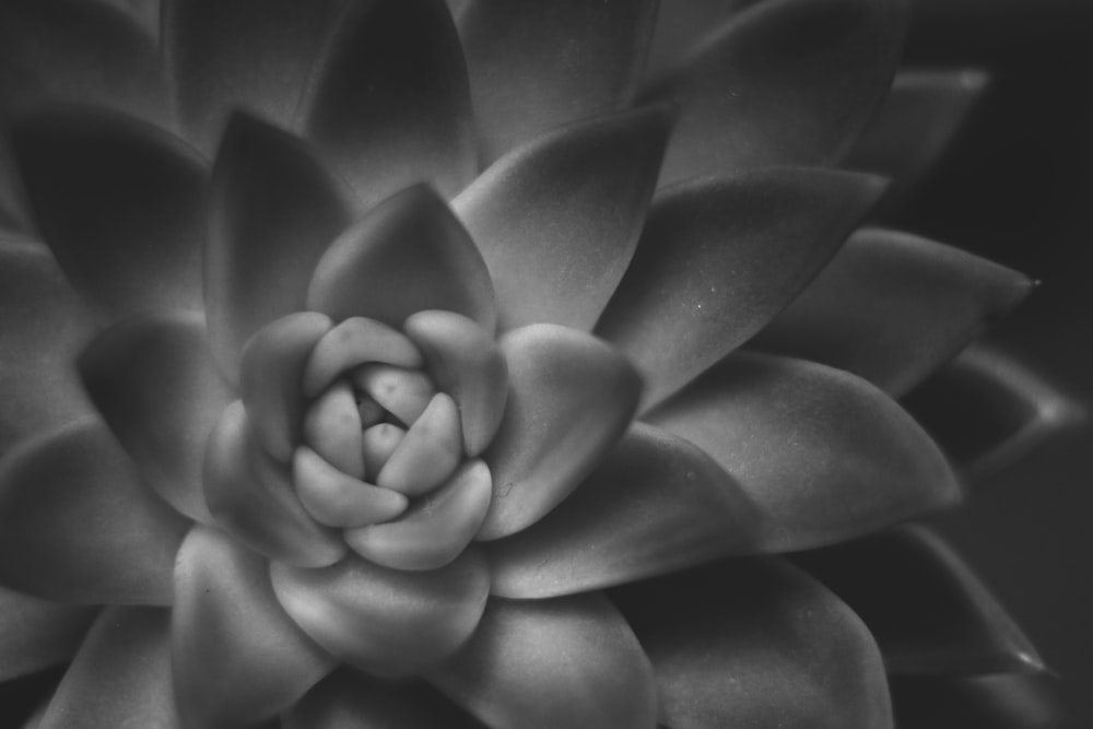 grayscale and closeup photo of succulent