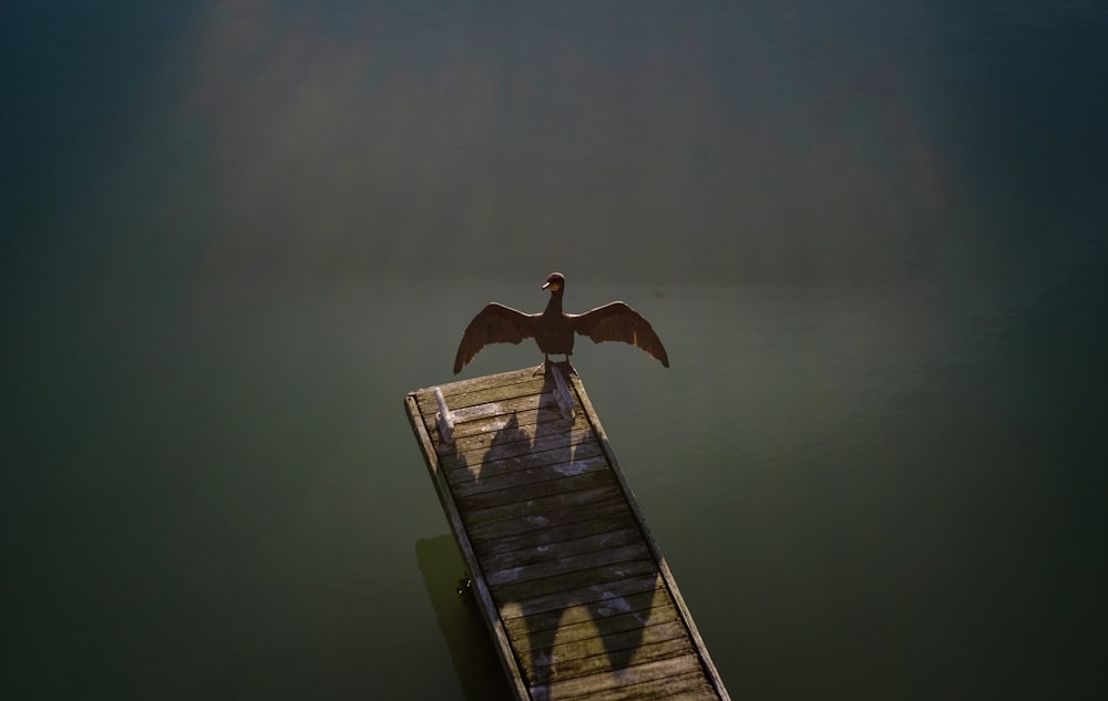 brown bird standing on brown wooden boardwalk