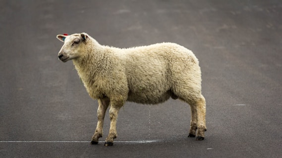 A sheep stands on an asphalt road, with clean white fleece slightly matted from the weather. Its head is turned slightly to the side, with small ears adorned with identification tags.