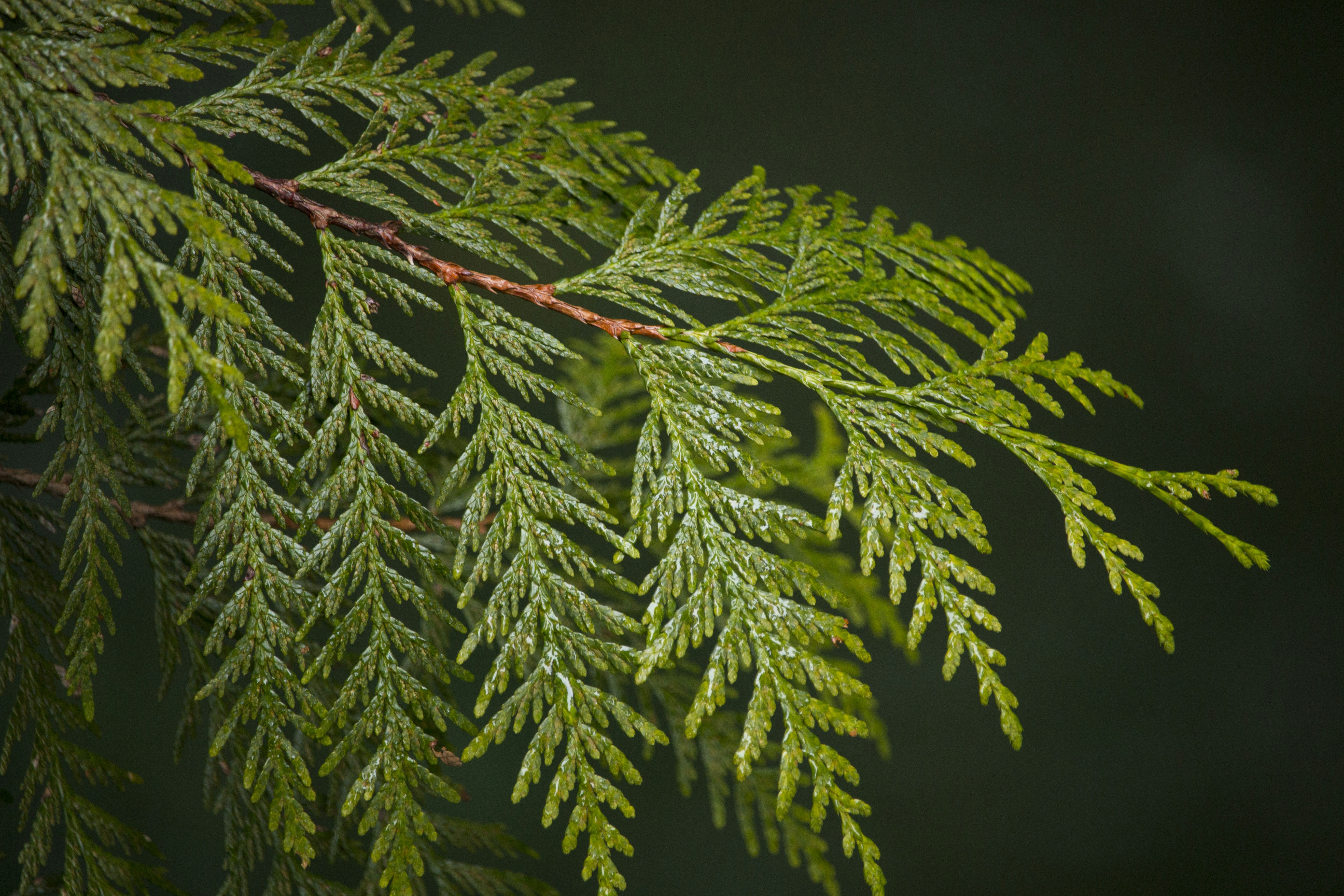 Free Unsplash photo from Nick Saxby