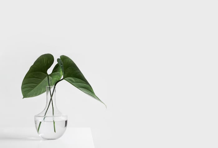A glass vase with 2 leafy plants against a white backdrop