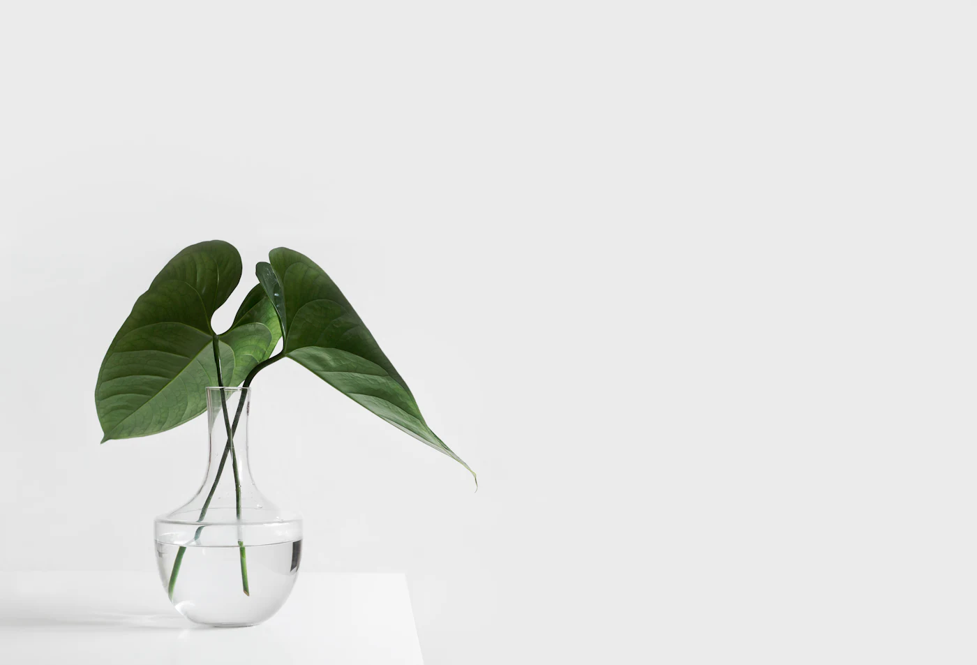 A green leaf in a clear glass vase against a pale wall