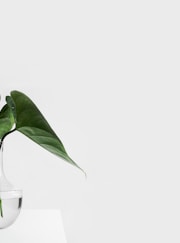 green leafed plant on clear glass vase filled with water