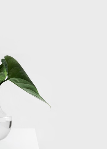 green leafed plant on clear glass vase filled with water