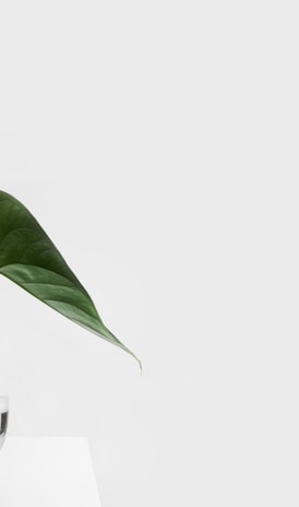 green leafed plant on clear glass vase filled with water